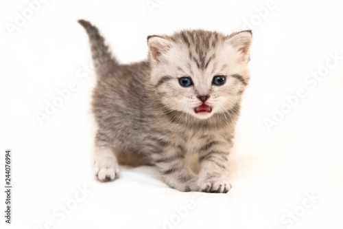 Gray British kitten meows standing in front of the camera on a white background