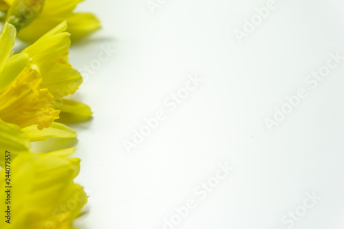 Fototapeta Naklejka Na Ścianę i Meble -  Beautiful Daffodils isolated on white background spring flowers