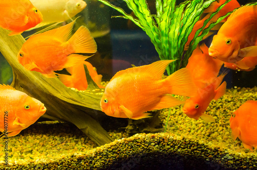 Fototapeta Naklejka Na Ścianę i Meble -  Tropical aquarium fish Gold Severum Cichlid on a water plants background