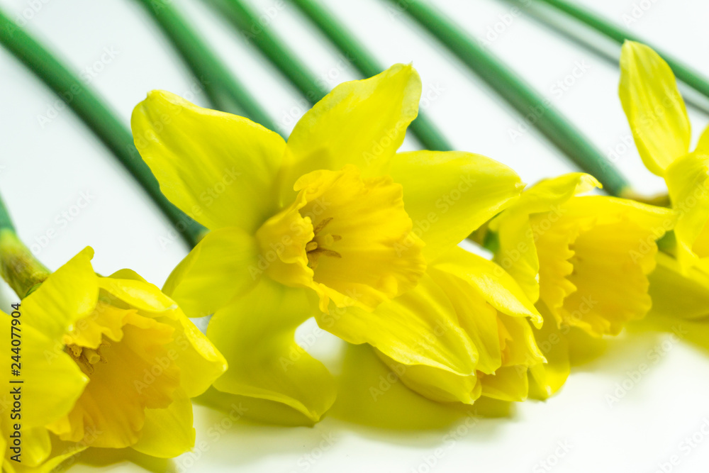 Obraz premium Beautiful Daffodils isolated on white background spring flowers