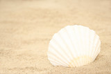Seashells on sand background