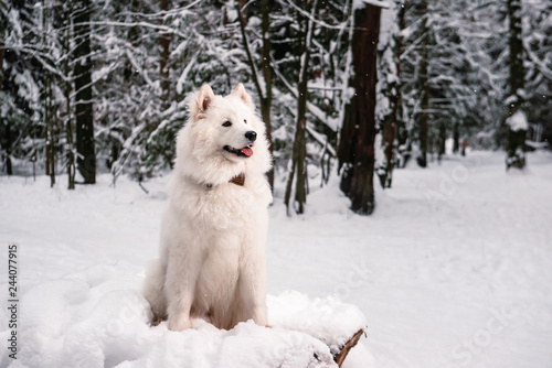 white fluffy dog in the winter forest for a walk.
