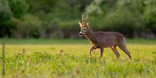 Fototapeta Naklejka Na Ścianę i Meble -  Roe deer, capreolus capreolus, buck in spring time at sunset. Backlit wild deer in nature.