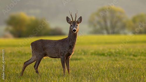Roe deer, capreolus capreolus, buck in spring time at sunset. Backlit wild deer in nature.
