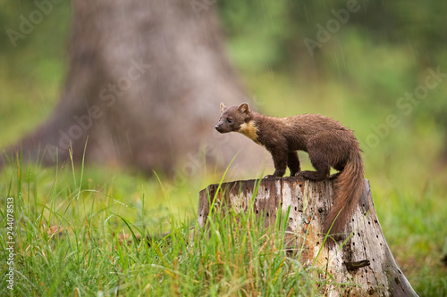 Obraz na płótnie European pine marten, martes martes, standing on a stump in forest in rain. Small predator looking for a prey. Wildlife scenery from nature, w salonie