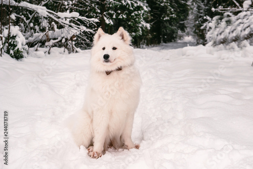 fluffy dog albino posing in the winter forest for a walk.