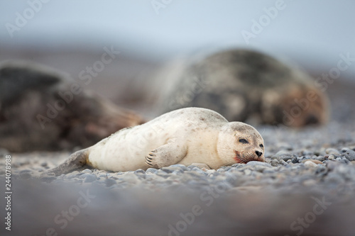 harbor, harbour seal, phoca vitulina