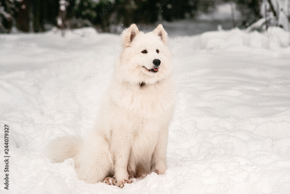 white fluffy dog thoughtfully sitting in the winter forest for a walk.