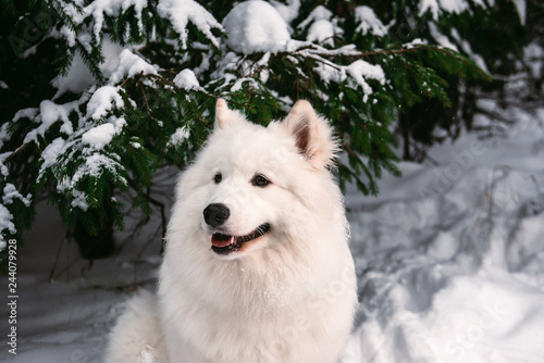 Thoroughbred, fluffy dog in the winter forest sitting under the tree. © indigo_nifght