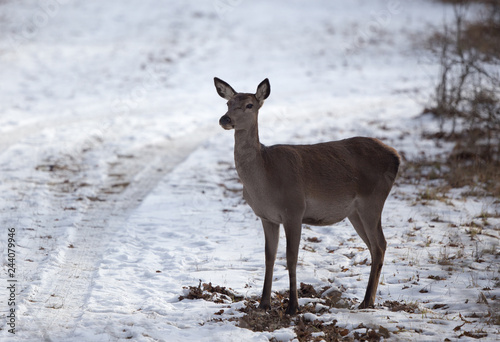 Hind standing on snow in forest