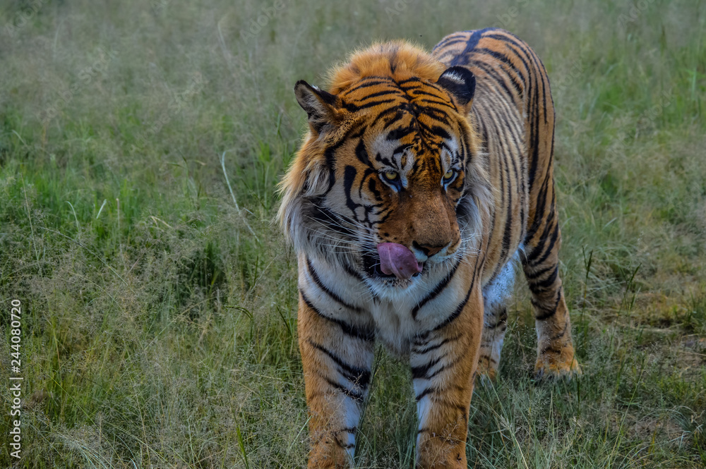 Fototapeta premium Close up Portrait of a cute Bengal Tiger in South Africa