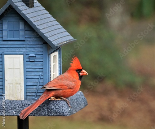 A single male cardinal bird is perching on the beautiful blue feeder enjoy eating and watching  on soft focus garden background, Winter in Georgia USA.