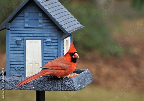A single male cardinal bird is perching on the beautiful blue feeder enjoy eating and watching  on soft focus garden background, Winter in Georgia USA.