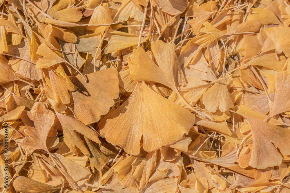 Yellow ginkgo biloba or maidenhair tree leaves on the ground in the autumn - background