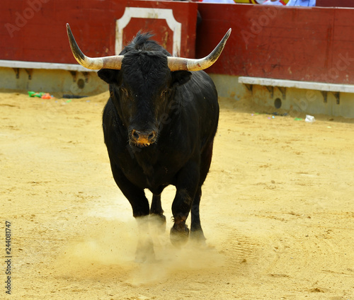 fighting bull in spain