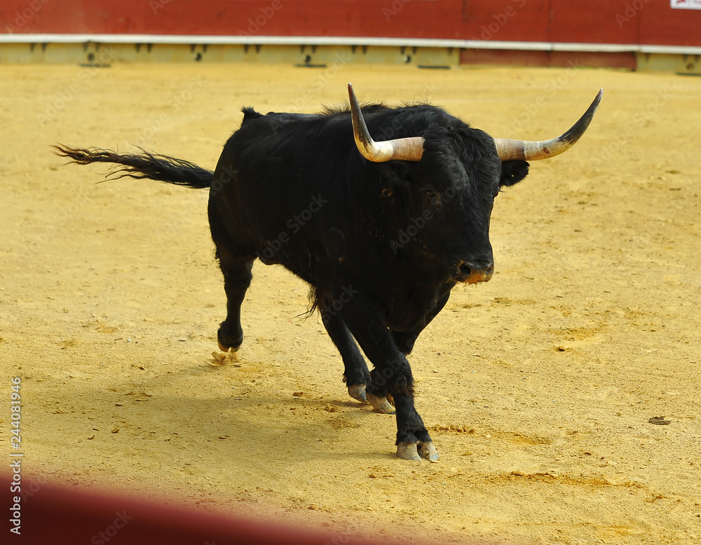 bull in spain running in bullring with big horns bull in spain running in bullring with big horns