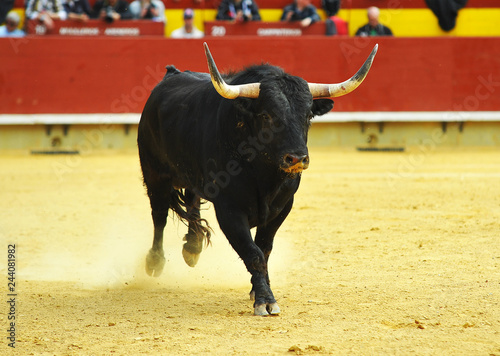 fighting bull in spain