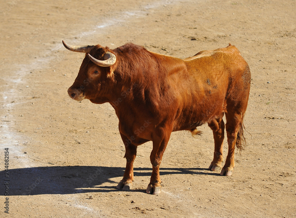 bull in spain running in bullring with big horns bull in spain running in bullring with big horns