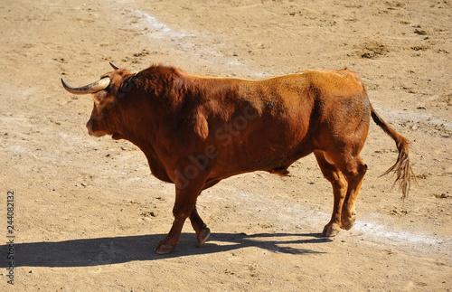 bull in spain running in bullring with big horns