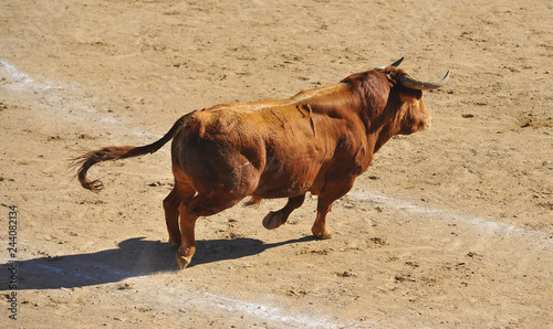 fighting bull in spain