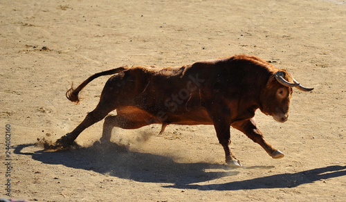 fighting bull in spain © alberto