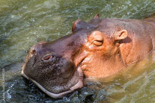 Hippopotamus waiting for feed by human