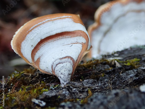 Turkey Tail Mushroom, close-up photo