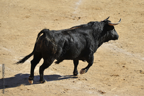 fighting bull in spain