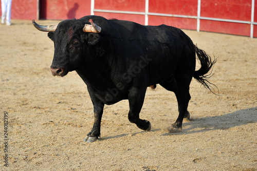 fighting bull in spain