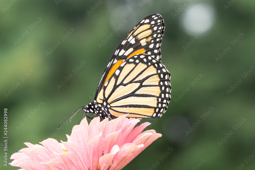 Monarch butterfly (Danaus plexippus) stops to feed on pink zinnia while migrating south at the end of summer. Monarch butterfly (Danaus plexippus) stops to feed on pink zinnia while migrating south at the end of summer.