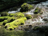 moss covered rocks in a stream