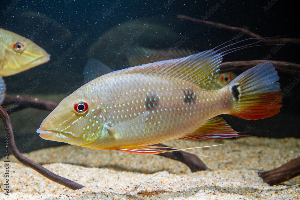 Threespot Eartheater Cichlid Fish (Satanoperca daemon) Threespot Eartheater Cichlid Fish (Satanoperca daemon)