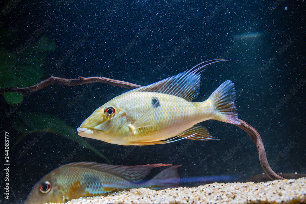 Eartheater cichlid Satanoperca lilith Eartheater cichlid Satanoperca lilith