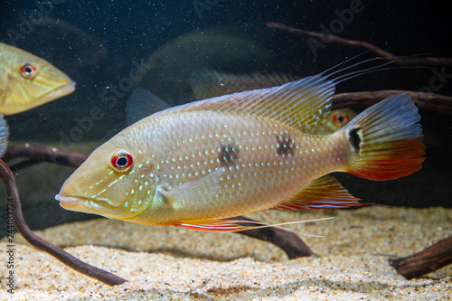 Threespot Eartheater Cichlid Fish (Satanoperca daemon) photo