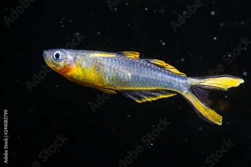 Forktail Blue-eye rainbow fish (Pseudomugil furcatus), Male photo