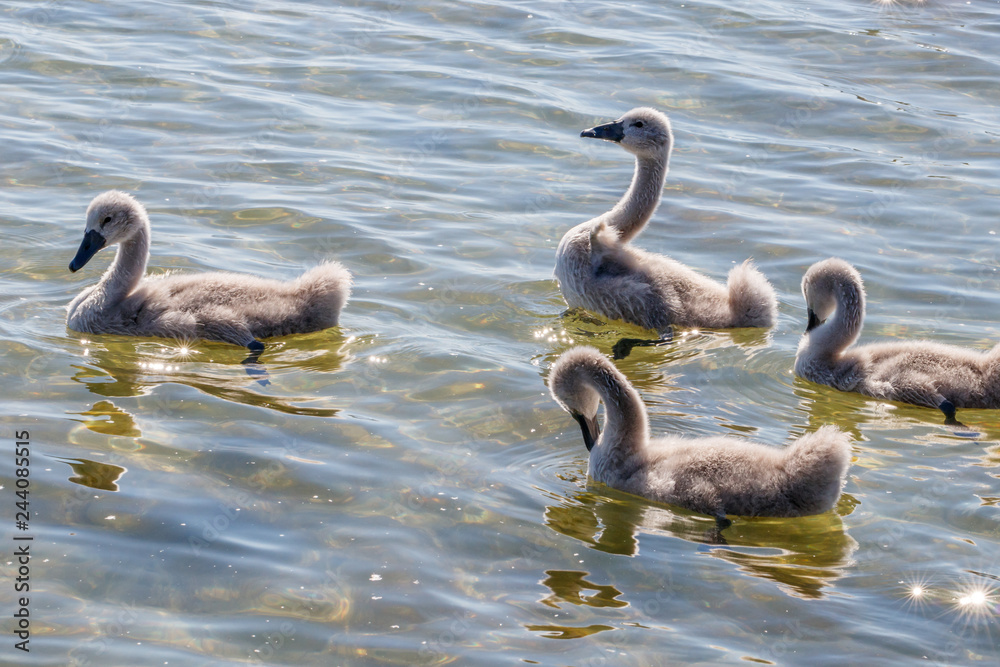 Schwäne an der Müritz Schwäne an der Müritz
