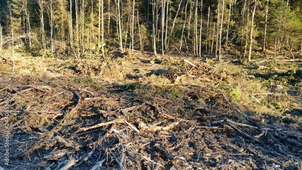 Pan of Clear Cut Forest in Sweden Sunny Day Pan of Clear Cut Forest in Sweden Sunny Day