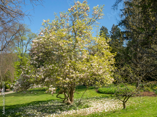 Badenweiler im Markgräflerland - Kurpark und die Römische Badruine photo