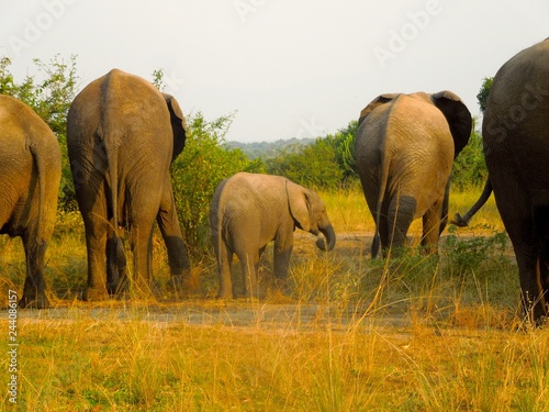 Elephant  Family