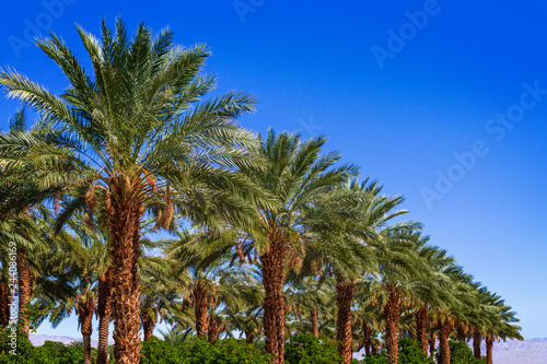 Row of palm date trees in a row with clear blue sky, in the Coachella Valley
