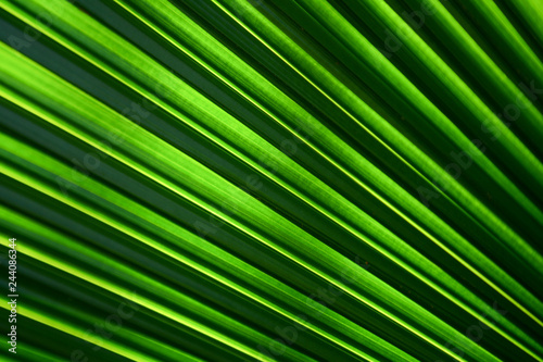 Lines and textures of Green Palm leaves © sema_srinouljan