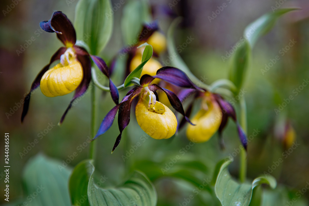 Obraz premium Ladys Slipper Orchid flower in Bavaria: beautiful yellow violett flowers in open woodland in Bavaria, Europe