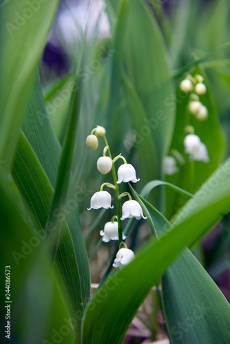 Lily of the valley flowers in Bavaria: beautiful white flowers in open woodland in Bavaria, Europe