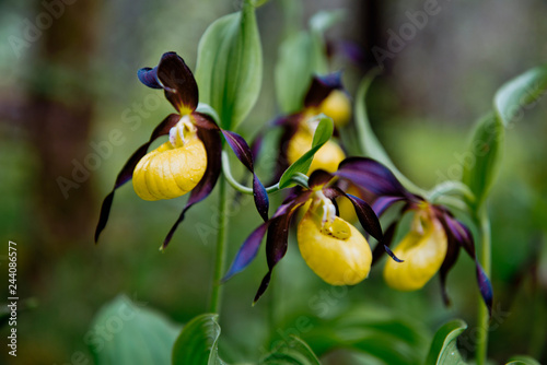 Ladys Slipper Orchid flower in Bavaria: beautiful yellow violett flowers in open woodland in Bavaria, Europe