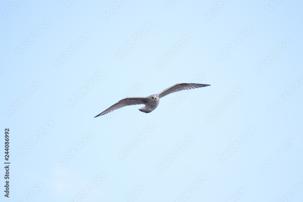 Beautiful view of flying seagull in the clear, blue sky. Beautiful view of flying seagull in the clear, blue sky.