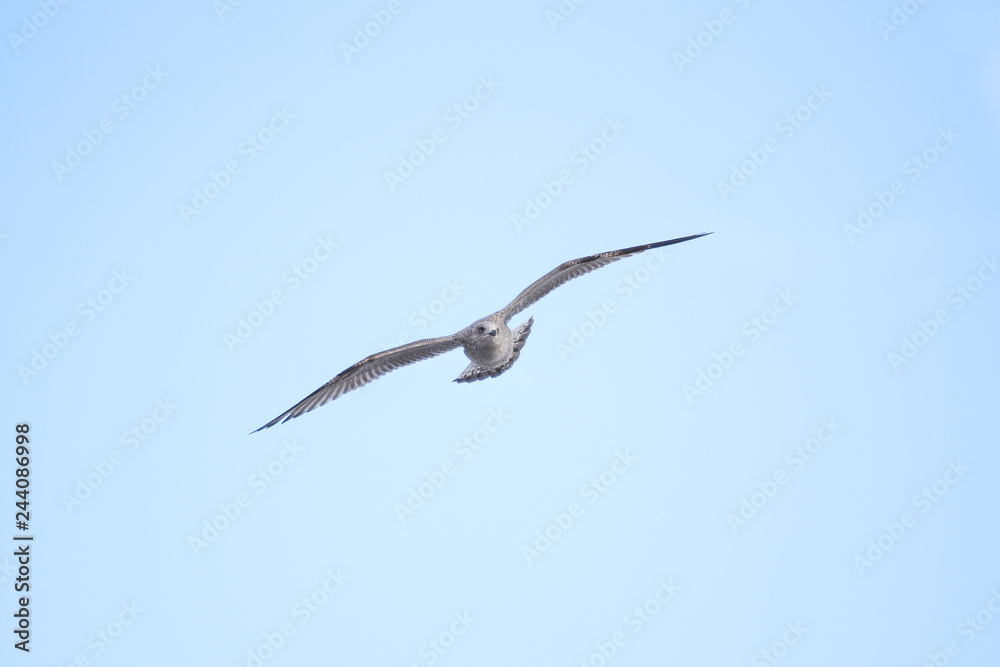 Beautiful view of flying seagull in the clear, blue sky. Beautiful view of flying seagull in the clear, blue sky.