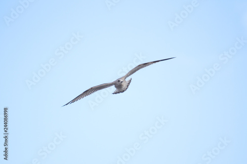 Beautiful view of flying seagull in the clear  blue sky.