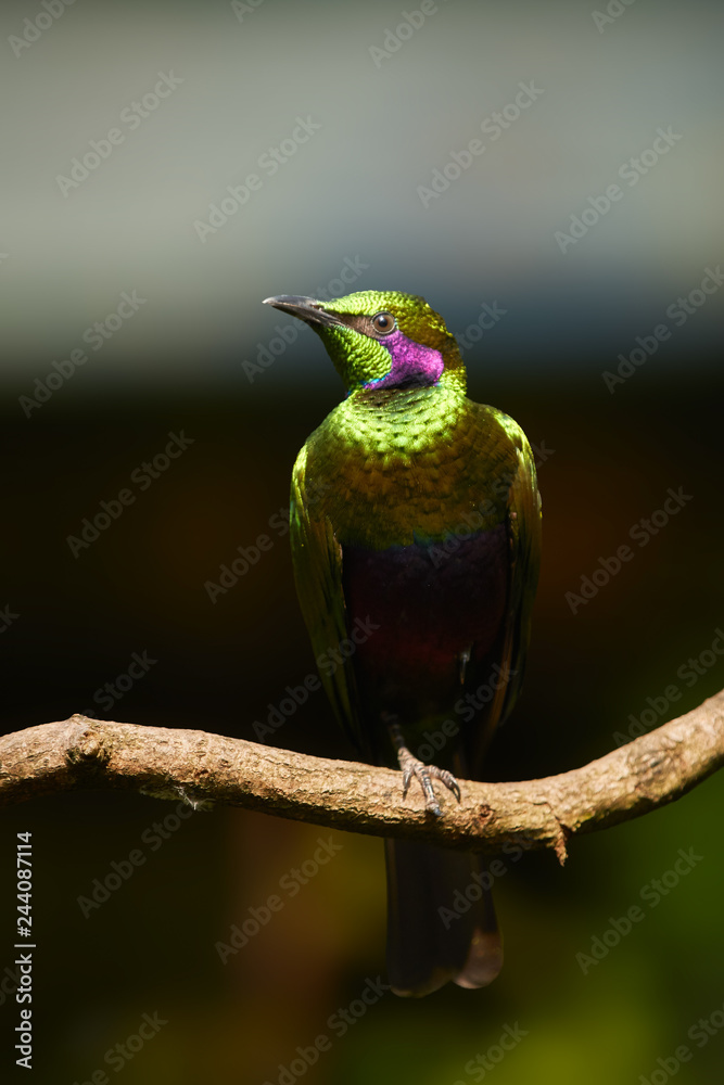Vertical photo of metallic green west african bird, Emerald starling ,  Lamprotornis iris against blurred background. Sierra Leone, West Africa.  Stock Photo | Adobe Stock
