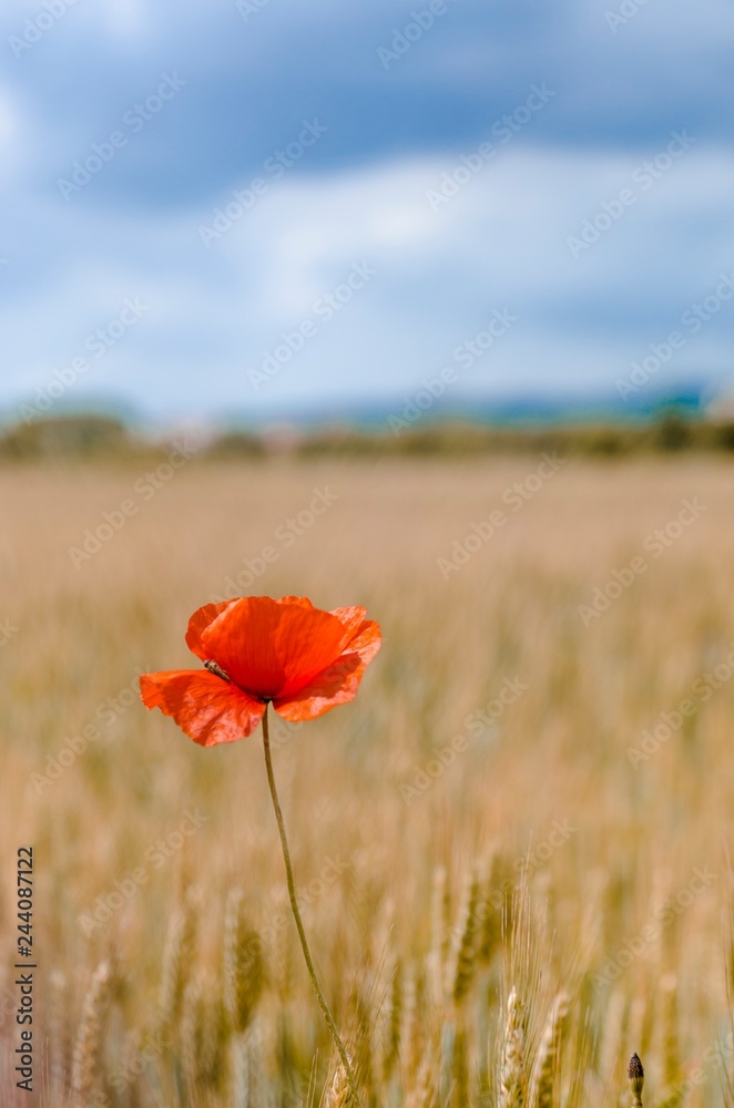 Obraz premium Samotny mak na polu