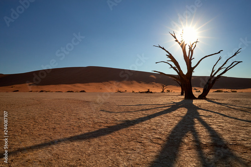 Picturesque Deadvlei desert landscape, view on dead tree lit by starry sun from behind, against huge red dunes of famous Deadvlei place in Namib Naukluft National Park, Namibia.